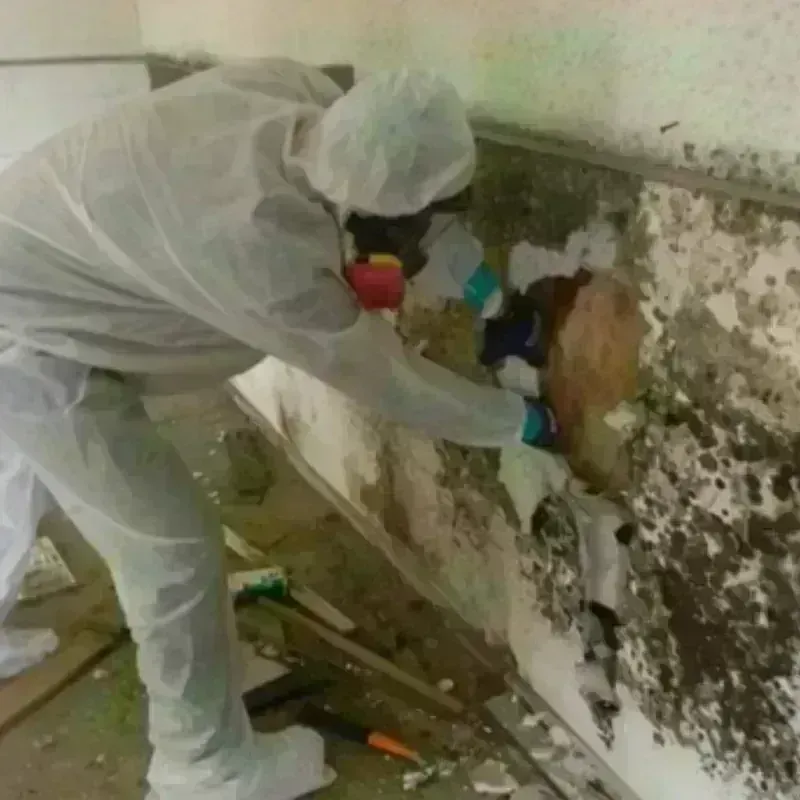 Mold Remediation and Removal in Wayland, NY